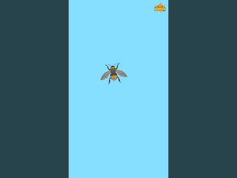Fly Game for Cats - Cat Games
