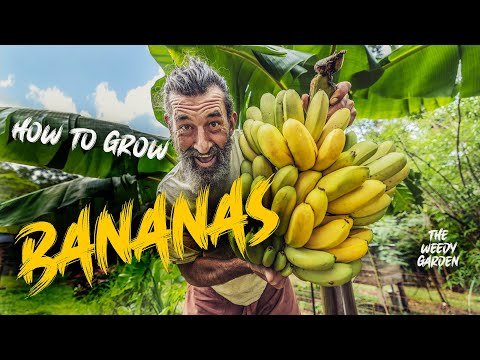 HOW TO GROW BANANAS