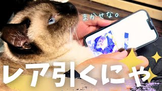 ガチャで当てたいときは猫の手を借りよう【シャム猫/シャムミックス＆ノルウェージャンフォレストキャット】#cat #japanesecat