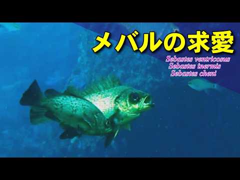 メバルの求愛