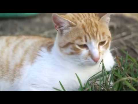 L’inaugurazione della nuova casetta per gatti a Comabbio