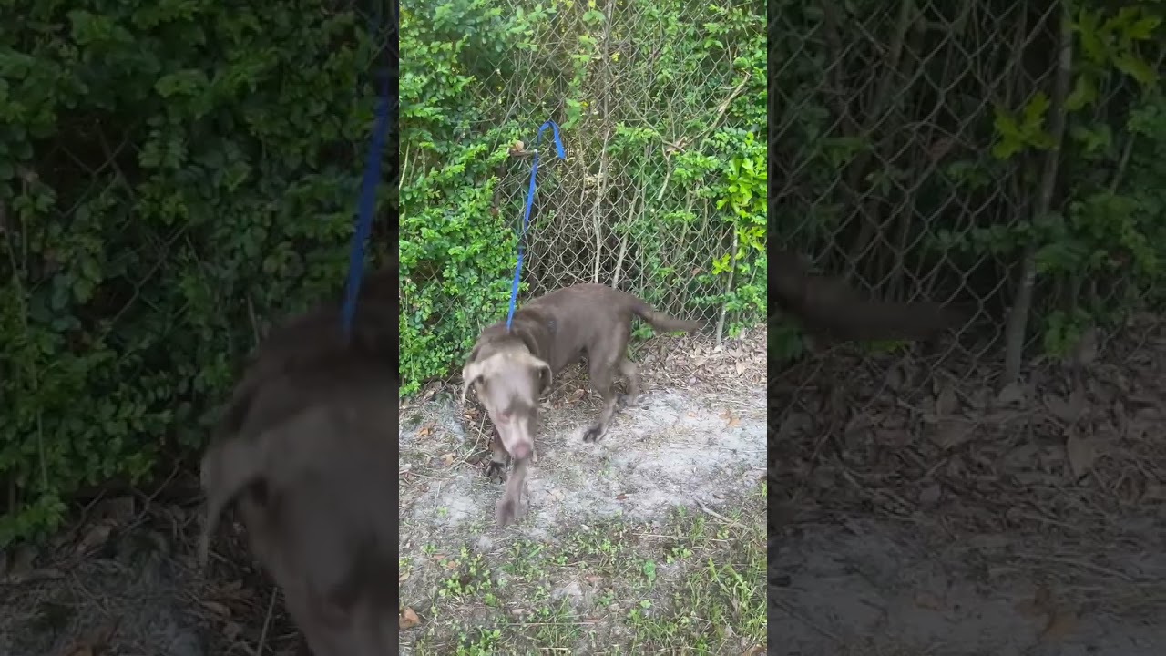 Enlarge Lola 33, an adopted Chocolate Labrador Retriever in Killingworth, CT video 6/6