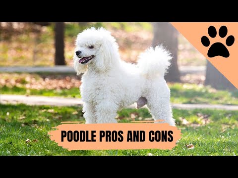 Pros and Cons of owning a Poodle