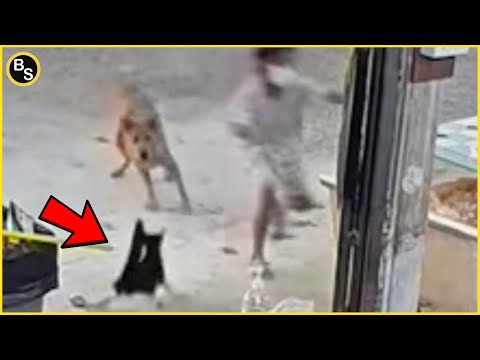 Hero Cats Saving Everyone Around Them!