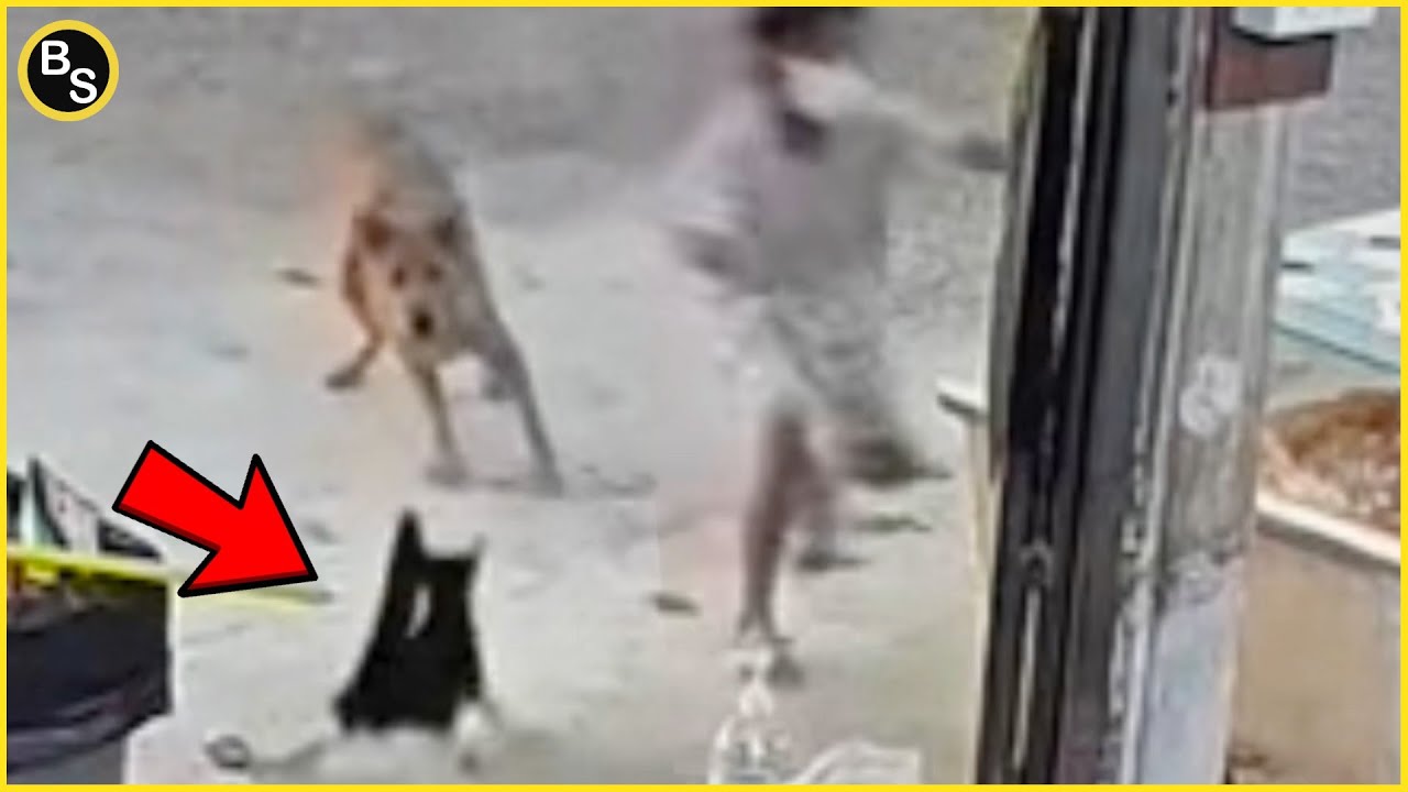 Hero Cats Saving Everyone Around Them!