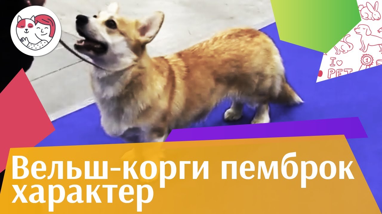 Вельш корги пемброк Характер на ilikepet