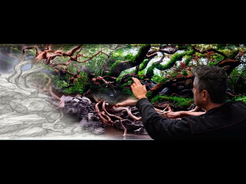 From Idea to World Ranking | The Making of a Contest Aquascape