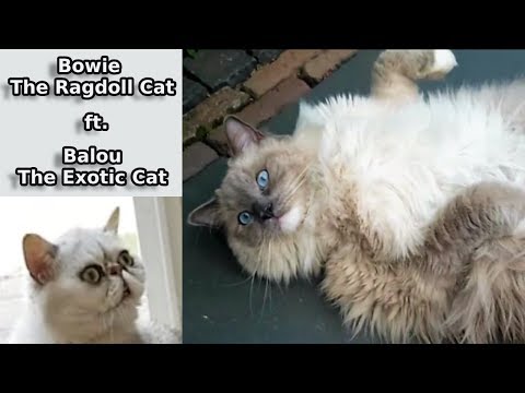 Pigna fastidiosa | Punito da un'ape | Pesce bianco volante | Quella rana di nuovo | FT Balou