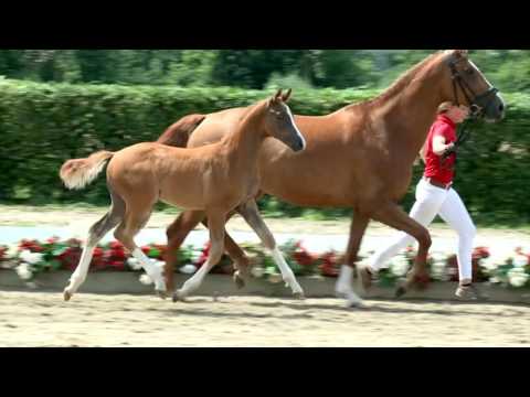 74 Serafina Stute v. Sir Heinrich - Flatley