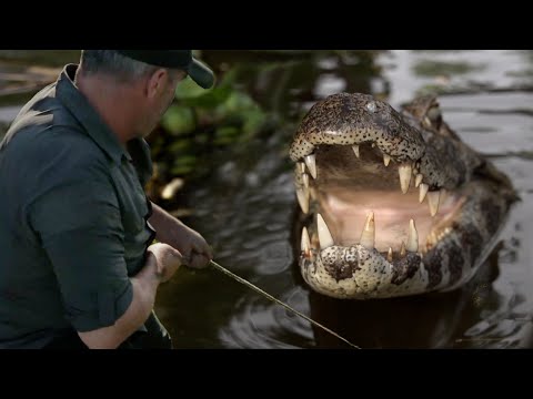 I CAPTURE A CAIMAN (and release it into the wild) - Cyril Chauquet