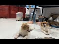 Supper time for the fluffy little pack DEFAULT Thumbnail