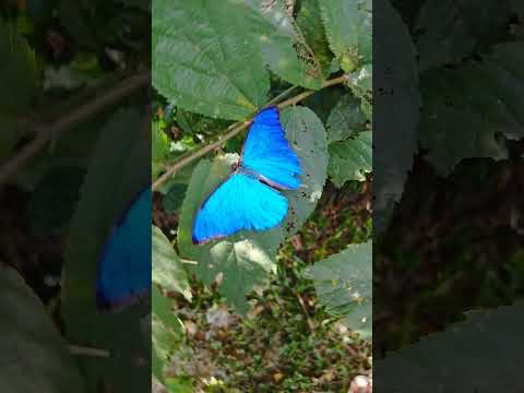Linda borboleta azul 💙#shorts #subscribe #travel #viral #viralshort #butterfly #borboletas #short