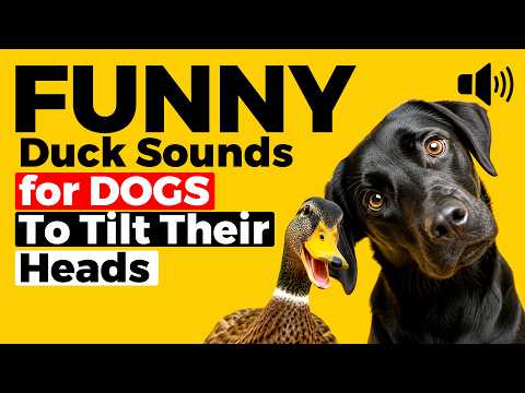 FUNNY Duck Sounds That Make Dogs Tilt Their Heads 🐶🦆 (So Cute!)