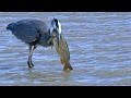 Great Blue Heron Eats Huge Fish At Bosque Del Apache NWR