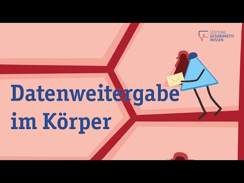 Das Hormonsystem - So steuern Hormone unser Verhalten und unsere Gefühle | Wissen ist gesund