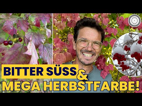 Symbol der LIEBE, begehrte FRÜCHTE, Top HERBSTFARBE, Viburnum opulus – Heimischer Schneeball 🍁