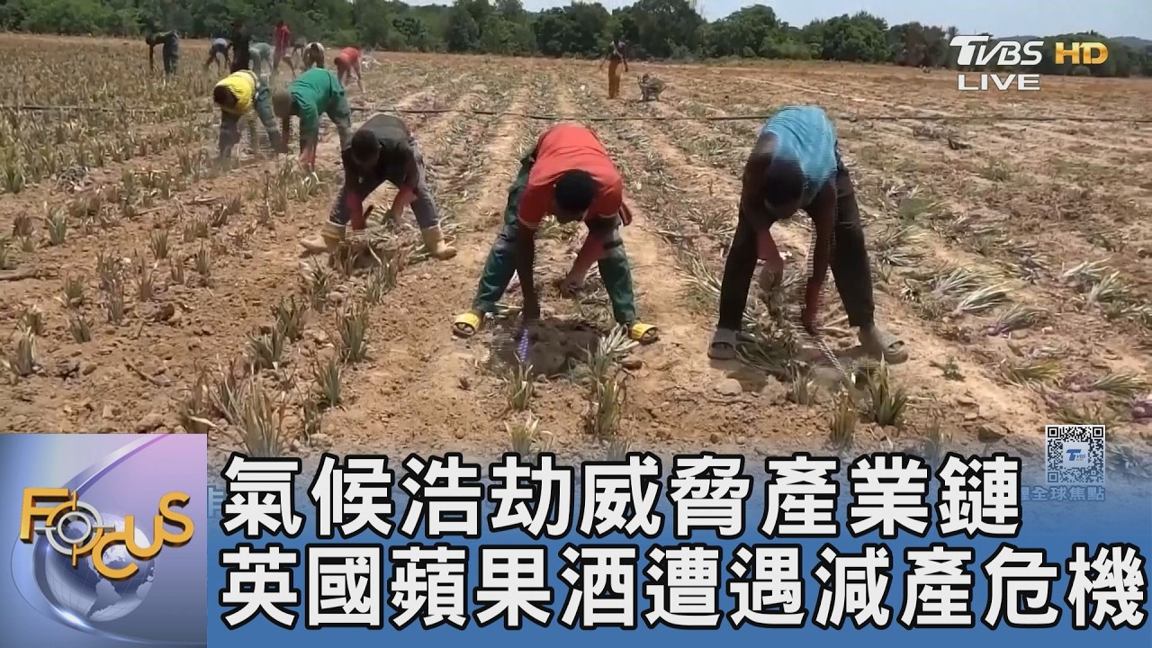 氣候浩劫威脅產業鏈 英國蘋果酒遭遇減產危機