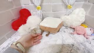 マルチーズの動画02