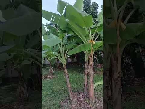 ขายบ้านสวน 2 ไร่เศษ ไม่ไกลกรุงเทพ ติดถนน อยู่ในชุมชน ปลอดภัย พร้อมเพื่อการอยู่อาศัย, Ratchaburi, Nong Kop, Ban Pong, Ratchaburi, 3 Bedrooms, 275 sqm, Single Detached House For Sale, by Jutanon Komoottanaruk, 500139431 - DDproperty.com