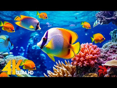 [NEW] 4HRS Stunning 4K Underwater Wonders - Relaxing Music | Coral Reefs, Fish & Colorful Sea Life