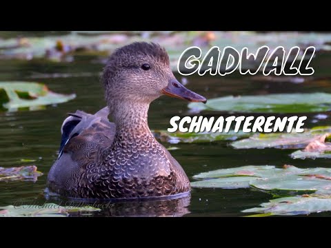 Gadwall Mareca strepera — samec kvákajúci na vode