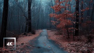Relaxing Walk in the Rain, Binaural Rain and Nature Sounds for Sleep and Study | 4k ASMR
