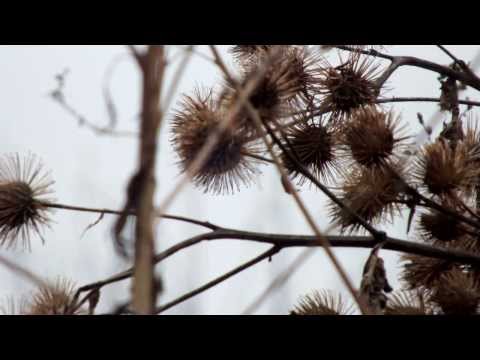 Last moments of nature - SHORT FILM  by Simi
