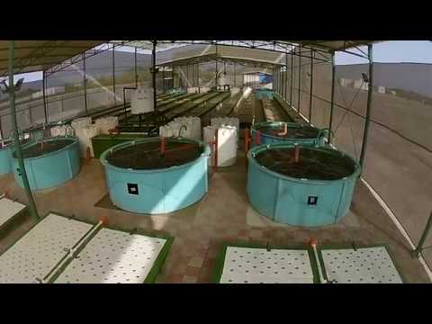 A real oasis in the desert is this new Aquaponics system located in Oman
