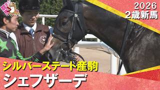 【シェフザーデが３馬身差の快勝！】岩田望来騎手「調教通りのいい感じ」2026年10月18日(日)２歳新馬　京都芝1400m　実況：石田一洋【カンテレ公式】