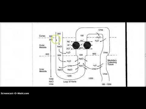 B13 B1 Q50 : NEPHRON OSMOLARITY PHYSIOLOGY