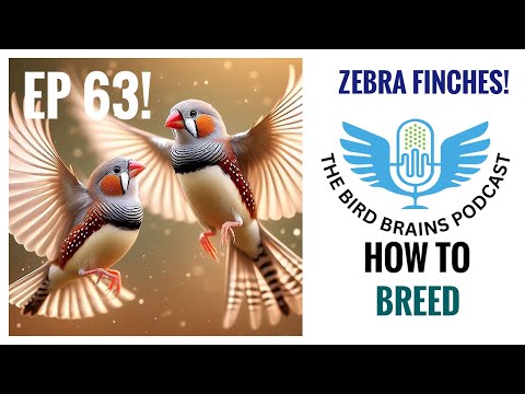 How to Breed Zebra Finches! The Bird Brains Podcast EP 63!