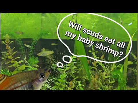 Can Scuds and Shrimp Live Together?
