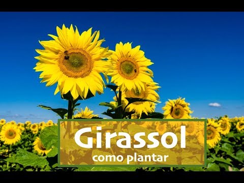 , title : 'Como e quando plantar GIRASSOL'