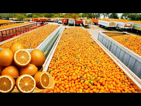 How Orange Juice Industry is Making Billions - What You Can Learn - How Orange Juice is Made Factory