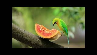 SONS DA NATUREZA PARA RELAXAR E DORMIR - sleep well