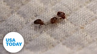 How to spot bed bugs at hotels and avoid bringing them home | USA TODAY