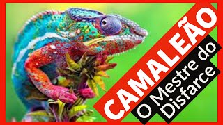 CAMALEO - Fatos e curiosidade do animal que  o mestre do disfarce.