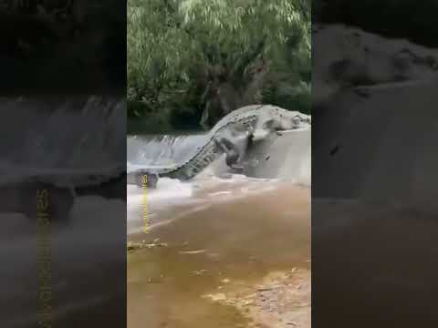 Impresionante cocodrilo escalando Río arriba#shorts #reels #tiktok#cocodrilo #cocodrilos cocodrilos