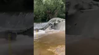 Download lagu Impresionante cocodrilo escalando Río arriba#shorts #reels #tiktok#cocodrilo #cocodrilos cocodrilos mp3