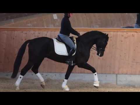 Goldwyn (Goldberg x Royal Classic X De Niro)