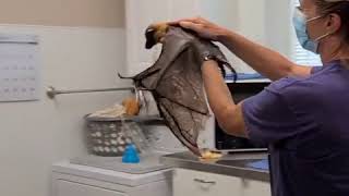 Old Man Statler "Flying"