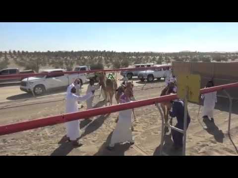 AL KHAZNA CAMEL RACE ON 03-02-2018 LAP=1