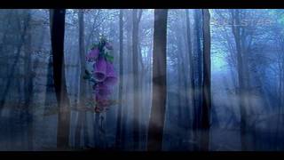 Vangelis:  Dream in an Open Place - Álom a természet ölén ( HD )