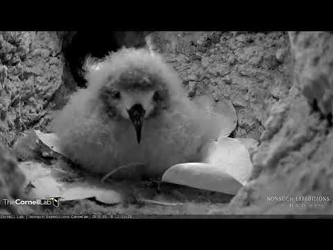Closeup On Sunny The Cahow Chick – May 18, 2018