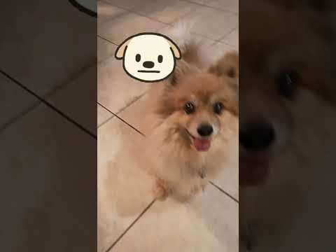 Merlin Speaks!! #pomeranian #cutedog #dog #family #funnydog #thankyou #speaks #barking #talking