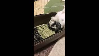 草を食べるみみ