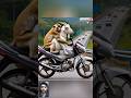 Monyet Lucu Kambing Monkey Monyet Monyetlucu Cutemonkey Lucu Kocak Ngakak Funny Kambing
