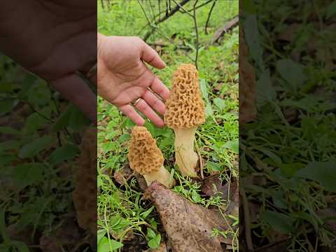 Morel madness