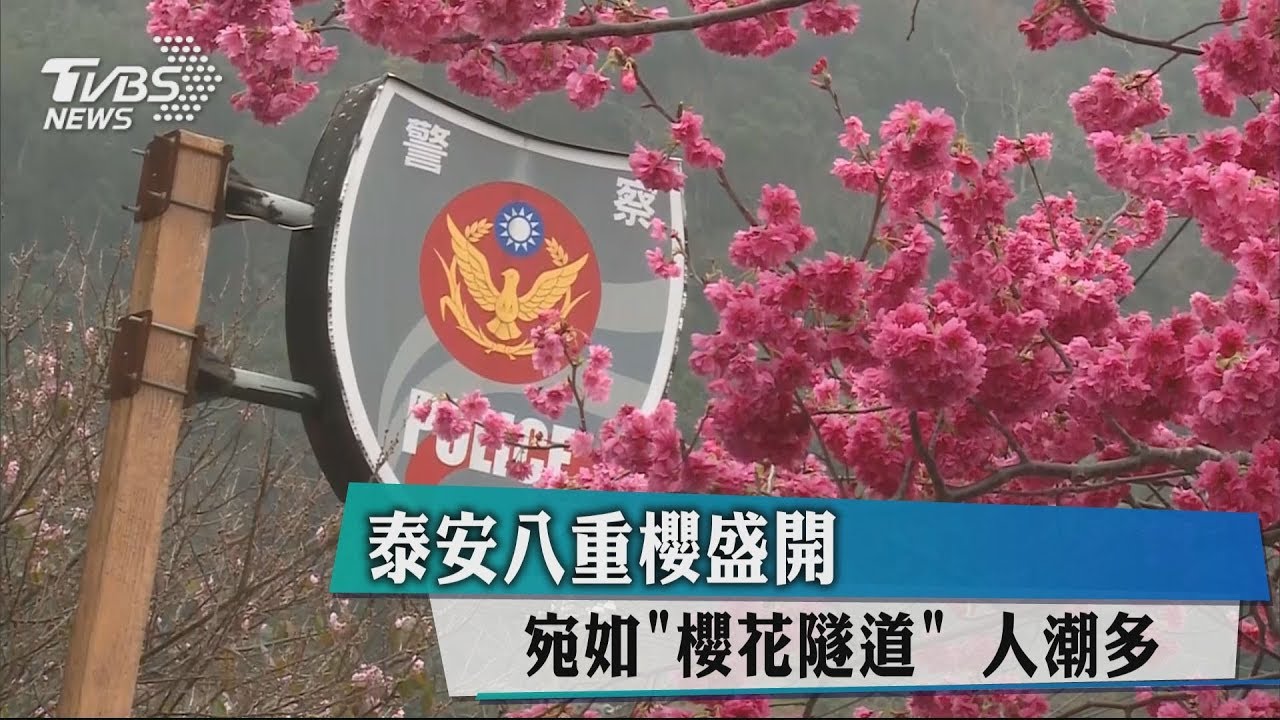 泰安八重櫻盛開 宛如櫻花隧道人潮多