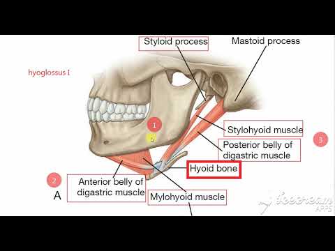submandibuar triangle borders 2
